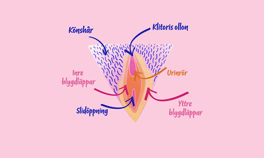 Illustration av vulva - Libresse
